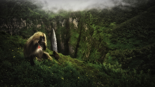 Golden-furred primate perched on moss-covered vegetation overlooking a misty canyon with towering rock formations.