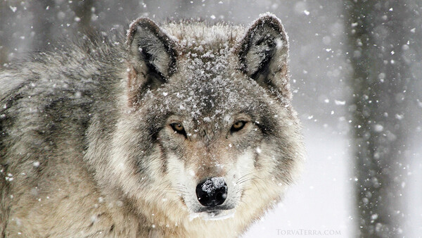 Gray wolf's face covered in snow, gazing directly at camera in falling snow.