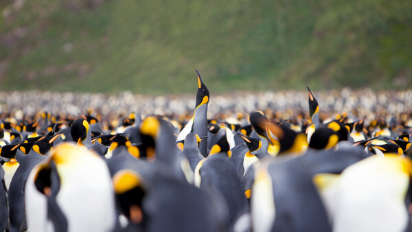 Large colony of king penguins with one bird's head raised above the crowded flock.