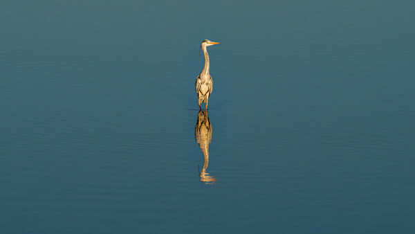 Great blue heron standing vertically in shallow water against a blue background.