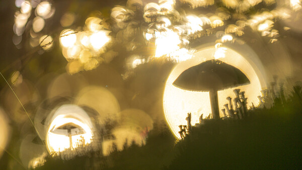 Silhouetted mushrooms and grass backlit by warm golden light with bokeh bokeh effect and lens flare.