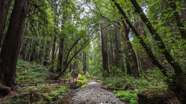 Forest path lined with towering redwoods and dappled green light filtering through the canopy.
