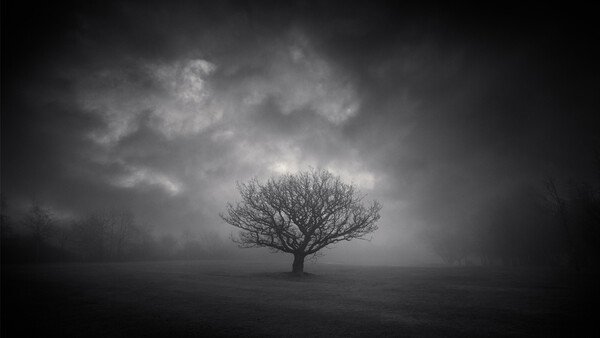 Solitary bare tree standing in an empty, misty field beneath a dramatic stormy sky.