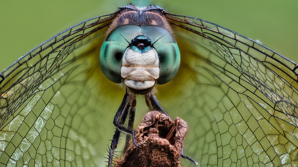 Dragonfly head-on portrait with turquoise eyes and translucent wings against green background.