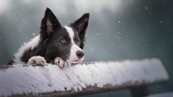 Black and white border collie resting on a snowy surface during falling snow.