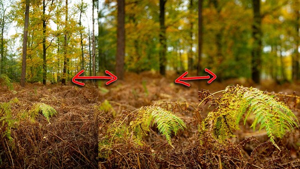Forest floor with moss-covered ferns and fallen leaves, with red arrows indicating depth or comparison points.