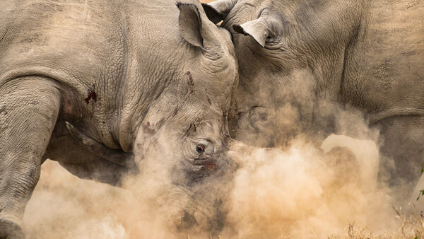 Two rhinos dust bathing in dry earth, creating large clouds of dust around their bodies.