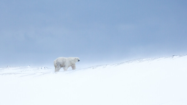 Polar bear walking across a snowy, minimalist landscape under a clear blue sky.