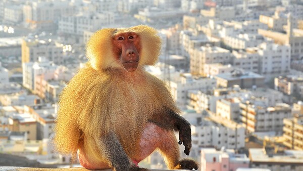 Golden-furred monkey with distinctive facial features sitting on a ledge overlooking a sprawling cityscape.