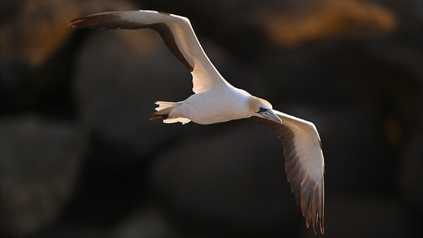 White seabird captured mid-flight against a dark blurred background, wings spread wide.