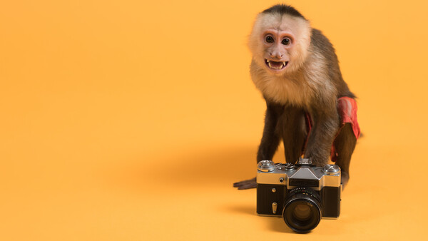 Capuchin monkey sitting on a vintage rangefinder camera against a yellow background.