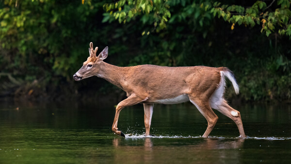 White-tailed deer wading through shallow water with green foliage in background.