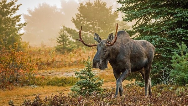 Large moose with dark fur and prominent antlers stands in autumn woodland clearing.