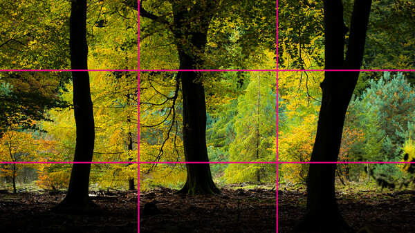 Forest trees with magenta grid overlay against golden autumn foliage and dark shadows.