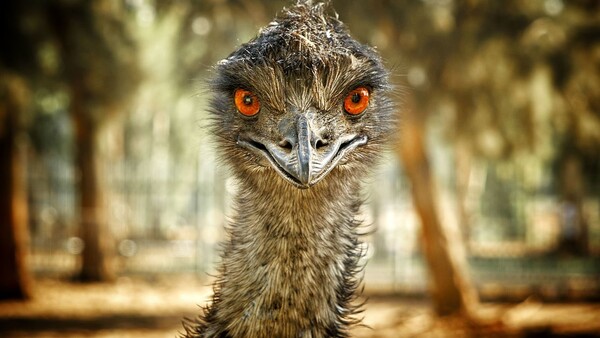 Close-up portrait of an emu with striking orange eyes staring directly at the camera.