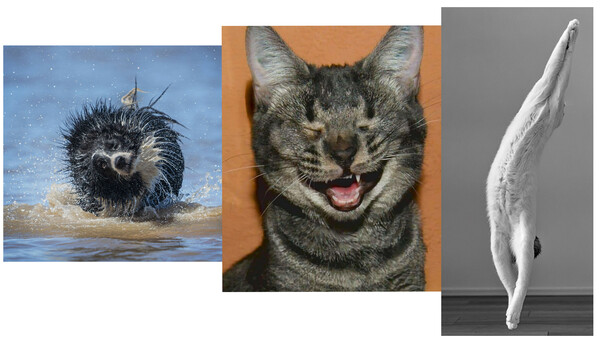 Three animal portraits arranged in a triptych: a porcupine in water, a smiling tabby cat, and a white seal or sea lion.