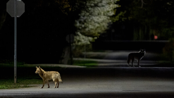 Coyote standing on an urban street at night beneath a street lamp, with a second coyote visible in the background.