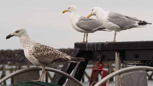 Three seagulls perched on boat equipment, one in juvenile plumage on the left, two mature adults on the dark metal structure.