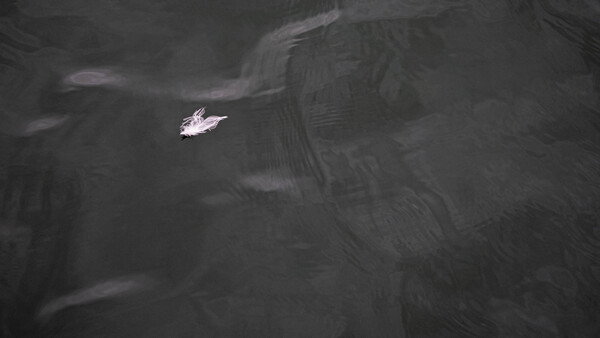 Small white boat isolated in dark water with concentric ripple patterns.