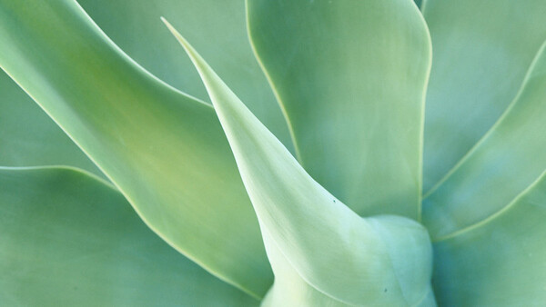 Close-up of succulent plant leaves with layered rosette formation and soft pale green tones.