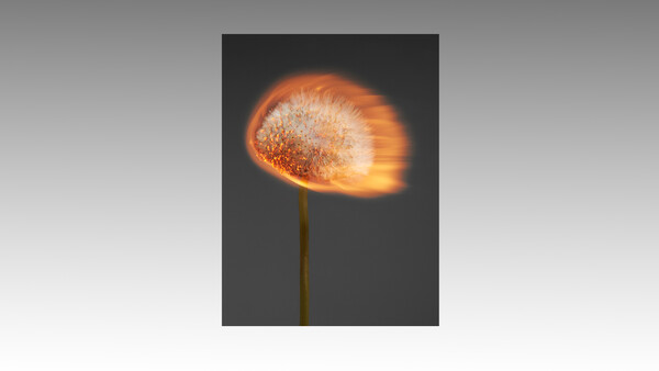 Dandelion seedhead illuminated with bright orange and yellow light against a dark gray background.