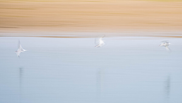 Three seagulls in flight over calm blue water beneath a wooden overhang.