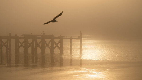 Bird in flight silhouetted against a pier in heavy fog during golden hour.