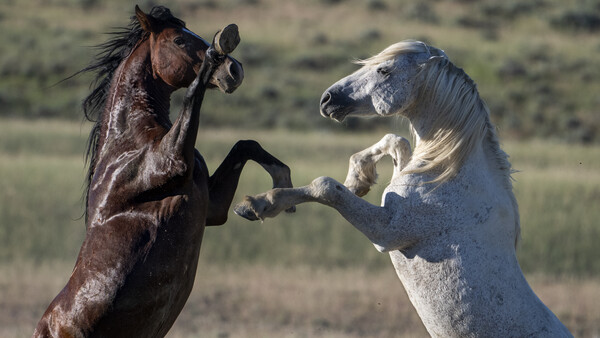 Two horses rearing up on hind legs facing each other in an open field.