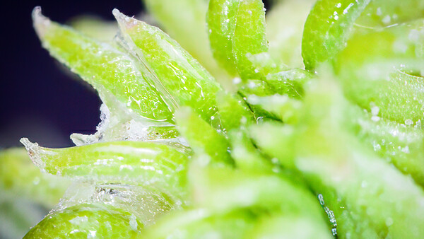 Fresh green leaves with water droplets and frost crystals covering the surface.