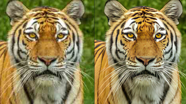 Side-by-side comparison of two tiger portraits showing different editing approaches to the same subject.