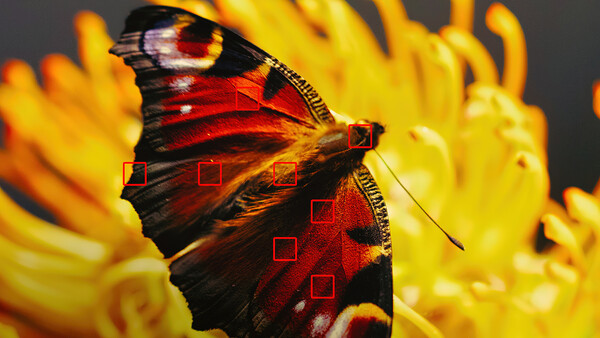 Red and black butterfly perched on bright yellow flowers with blurred petals in background.
