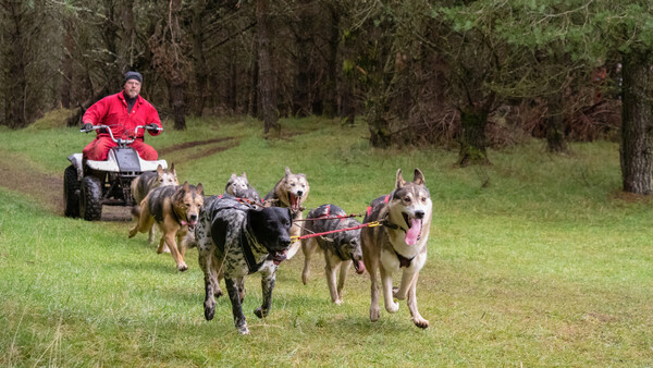 Dog sled team of five huskies running across a grass field with handler on ATV in background.