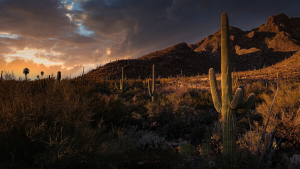 Tall saguaro cactus standing in desert landscape at golden hour with mountains and storm clouds.