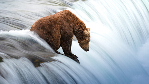 Brown bear standing on rushing whitewater at the edge of a waterfall.