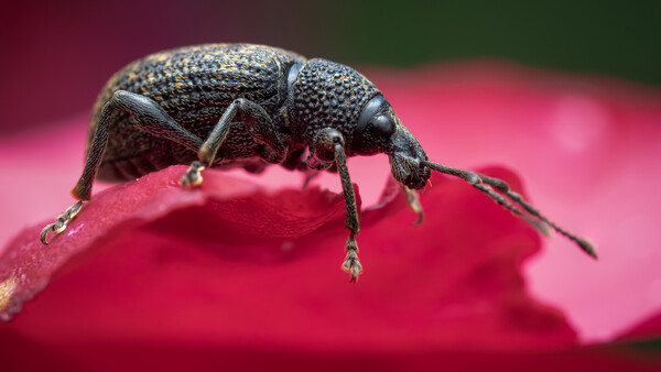 Dark gray weevil beetle perched on a bright pink petal or surface.