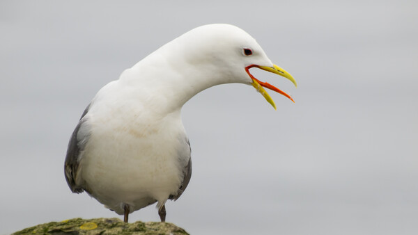 White gull with gray wings perched on moss-covered rock, beak open showing yellow and red markings.