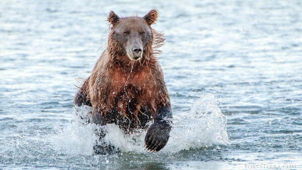 Brown bear running through shallow ocean water toward the camera.
