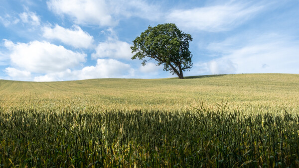 Solitary tree standing on a rolling hill in a vast grain field under partly cloudy sky.