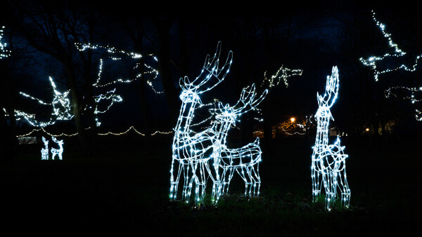 Illuminated wireframe reindeer and llama holiday light displays against a dark night sky.