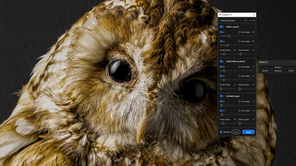 Close-up portrait of a tawny owl's head against a dark background with editing software visible.