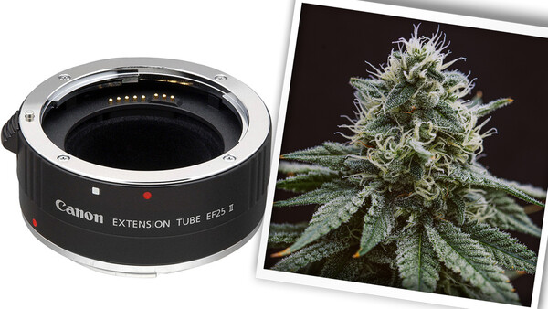 Canon EF25 II extension tube next to a macro photograph of a flowering cannabis plant.