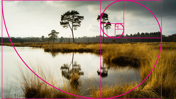Solitary tree reflected in still water surrounded by golden marsh grasses under overcast sky.