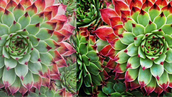 Overhead view of succulent rosettes displaying color variations from green to deep red and pink tones.
