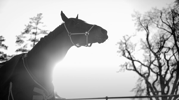 Horse wearing halter silhouetted against bright backlit sky with bare trees on either side.
