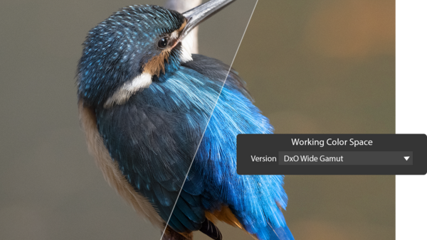 Kingfisher perched on a thin branch, displaying vibrant blue plumage and rust-colored underparts.