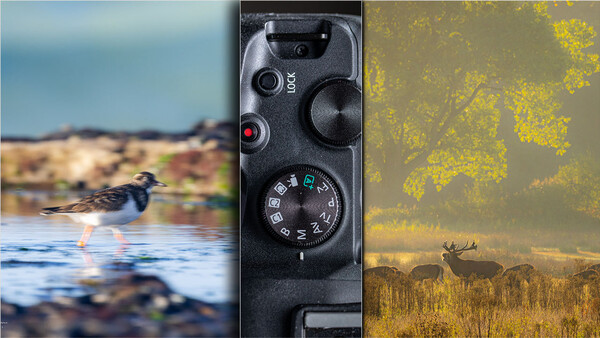 Camera control panel with manual dials and buttons between wildlife and landscape photographs.