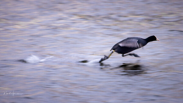 Wading bird in flight above shallow water with wings extended.
