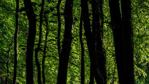Sunlit forest canopy with dark tree trunks and bright green foliage creating strong contrast.