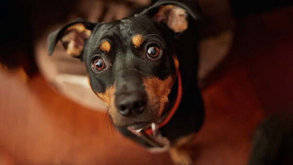 Black and tan dog looking directly at camera with intense brown eyes, shot from above with warm indoor lighting.