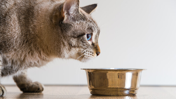 Tabby cat with blue eyes gazing down at a metallic brass bowl on a gray surface.